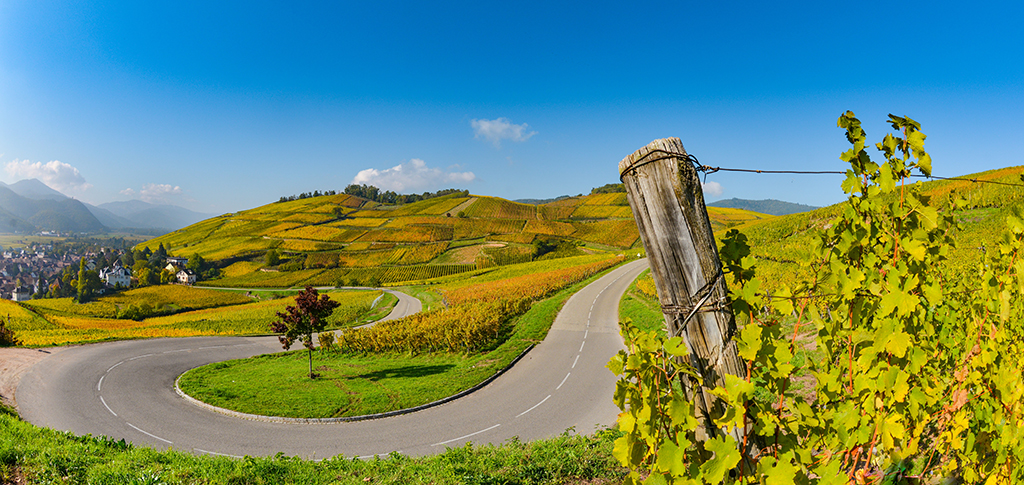 Route des vins, vignoble alsacien