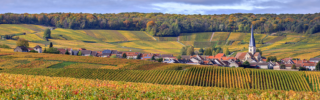 Vineyard of Champagne around Chamery